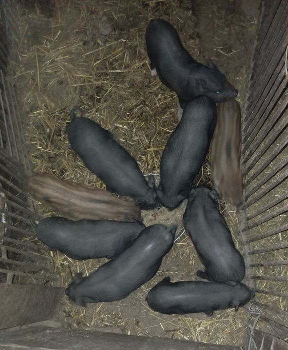 Продаються в'єтнамські поросята
