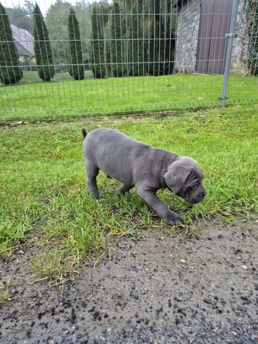 Niebieski Szczeniak Cane Corso szczeniaczek mocni rodzice, rodowód