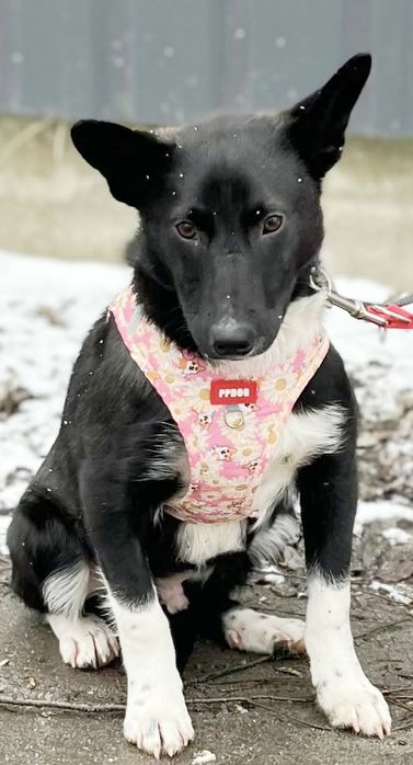 Murzynek błaga o dom ...