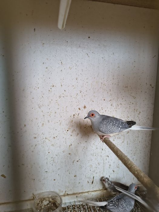 Gołąbki diamentowe dorosłe samce