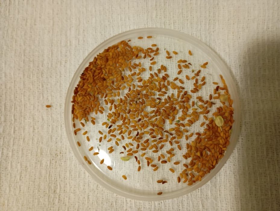 Насіння пряної приправи Цицматі.