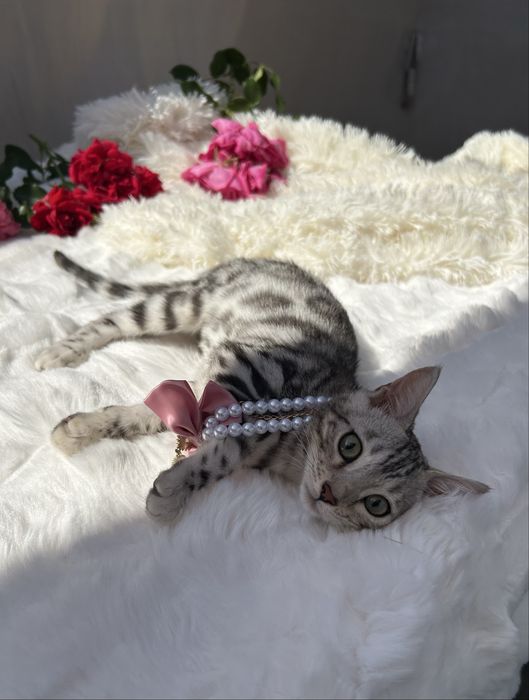 Przytulas kotka Silver Bengal