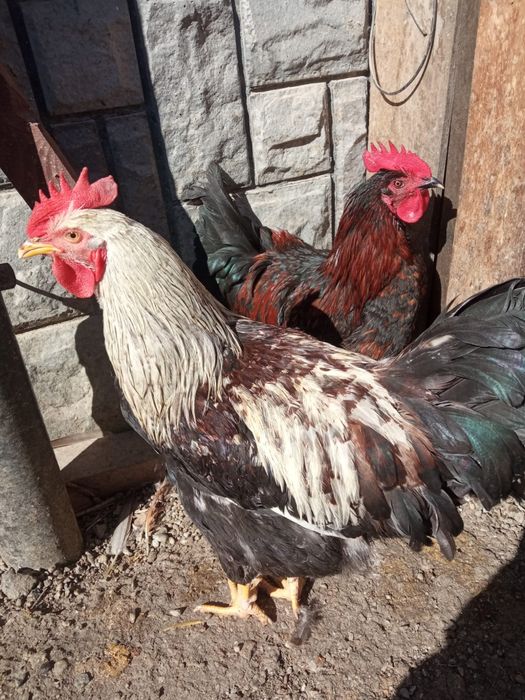 Kogut zagrodowy z 2025 r.