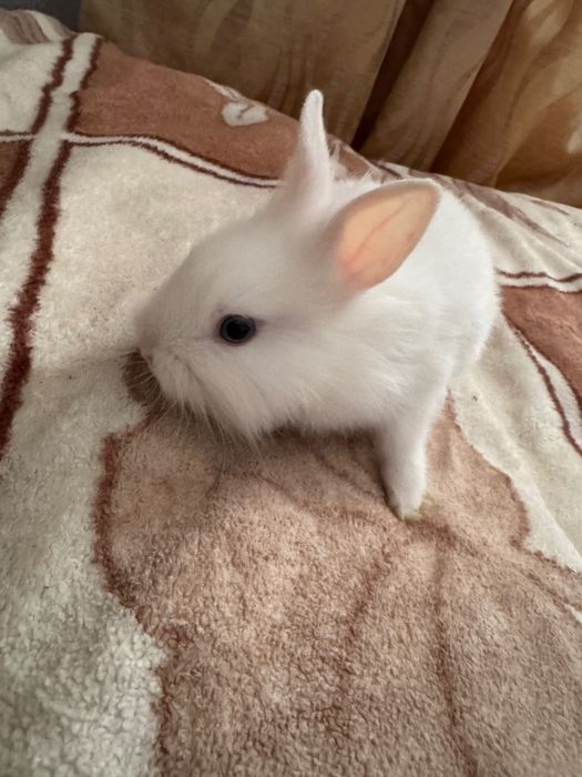 Króliki białe miniaturki