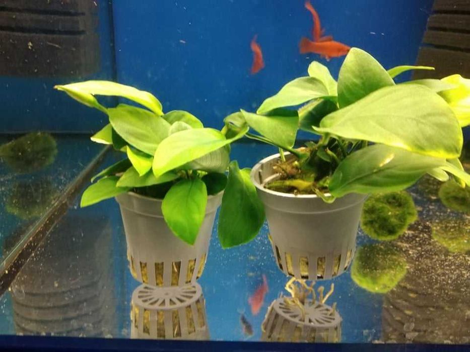 Anubias nana roślina akwariowa