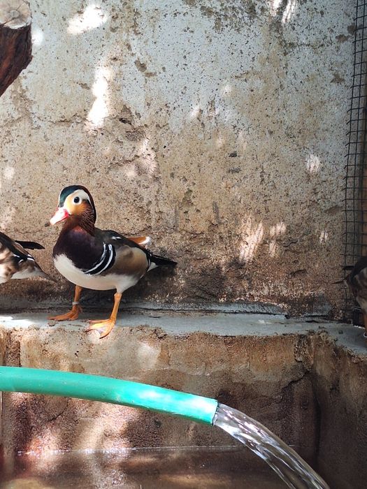 Patos mandarim 2026