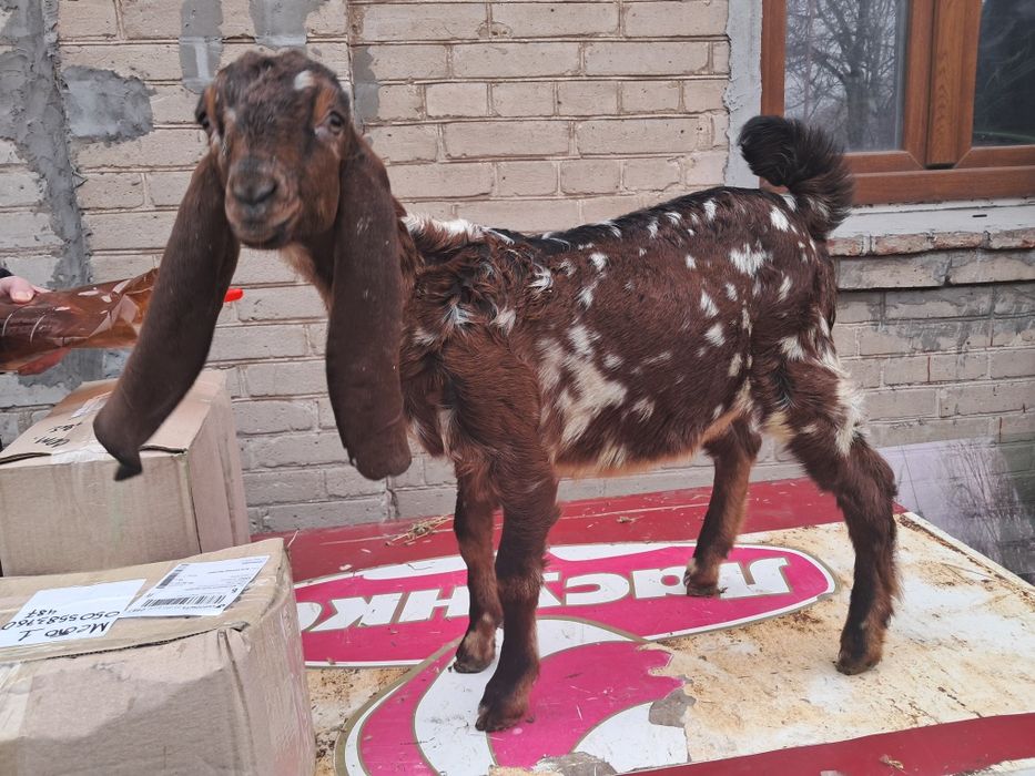 Козлик 75 % камори 25% нубиец