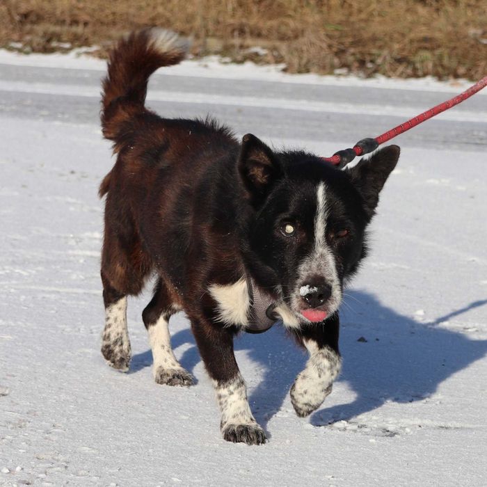 Do adopcji - PERUN