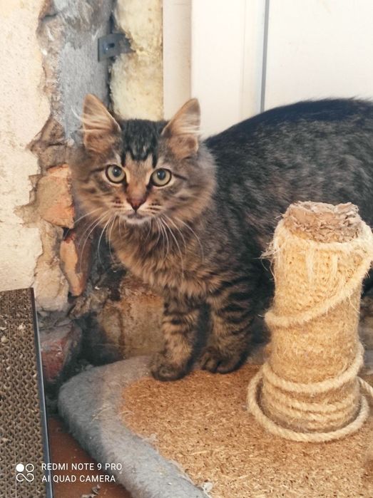 Котики и кошечки