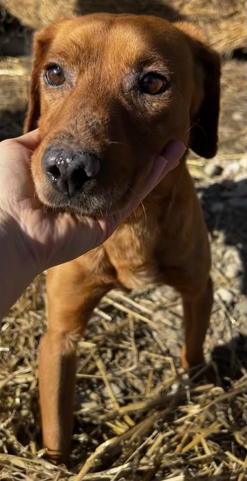 Pies piesek mieszaniec