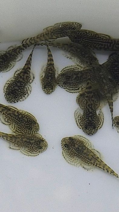 Аквариумные рыбки /Севилья