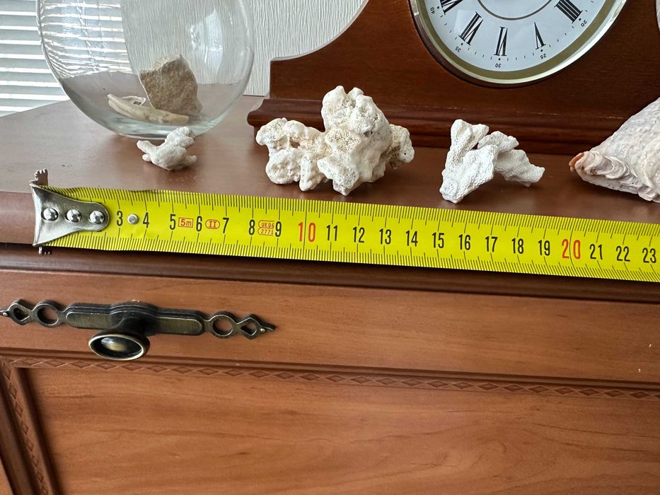 Ракушки (мушлі) для декора