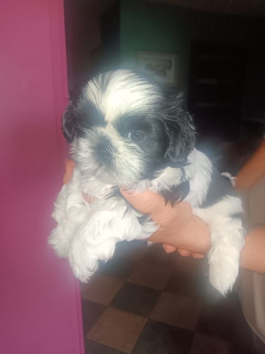 Szczeniaczki Shih tzu