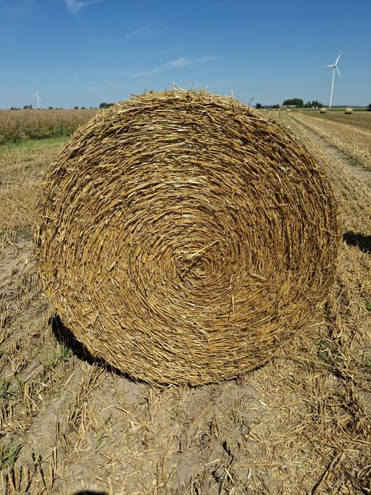 Bele słomy słoma w belach po pasówce 130cm z transportem,  słoma duża kostka,  siano, sianokiszonka, żniwa 2026