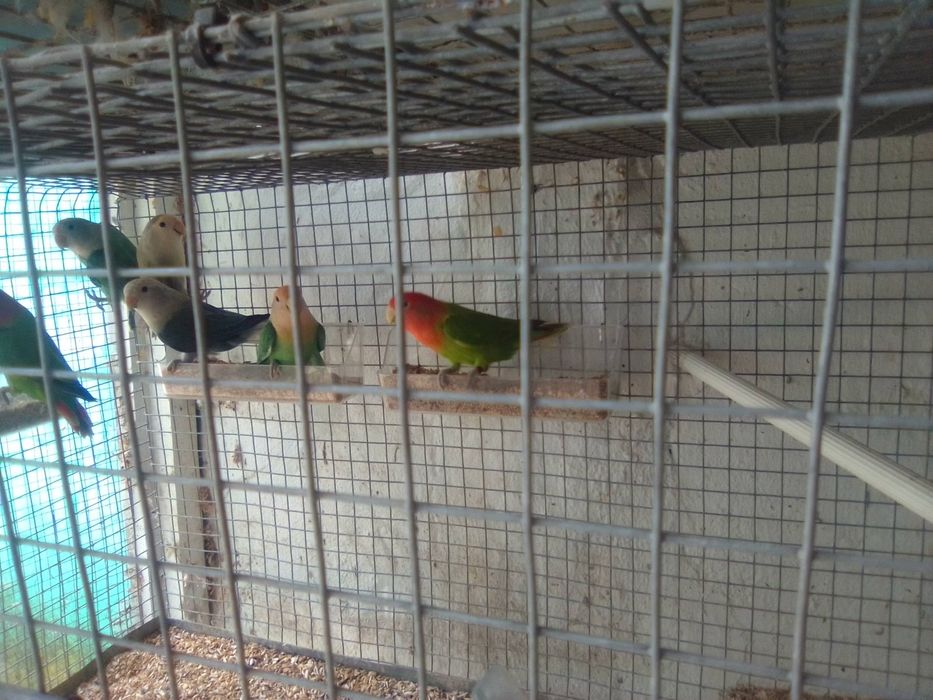 Várias aves psitacídeos