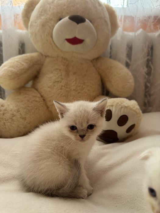 Шотландські чистокровні кошенята