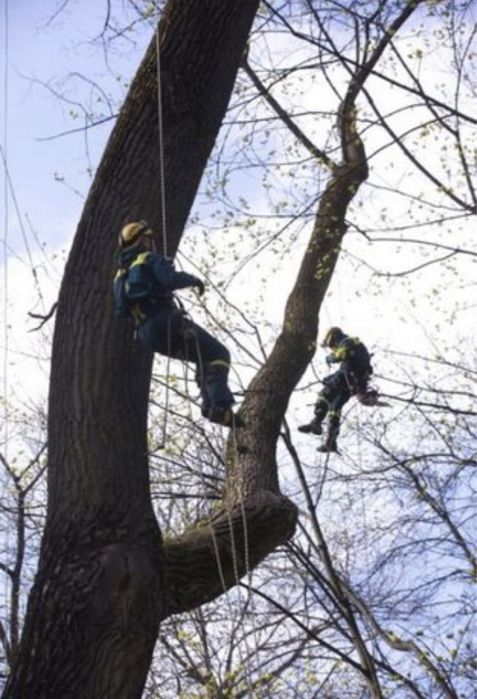Бригада пилит, колит дрова