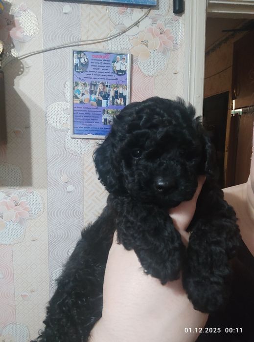 Мальтіпу дівчата та хлопці