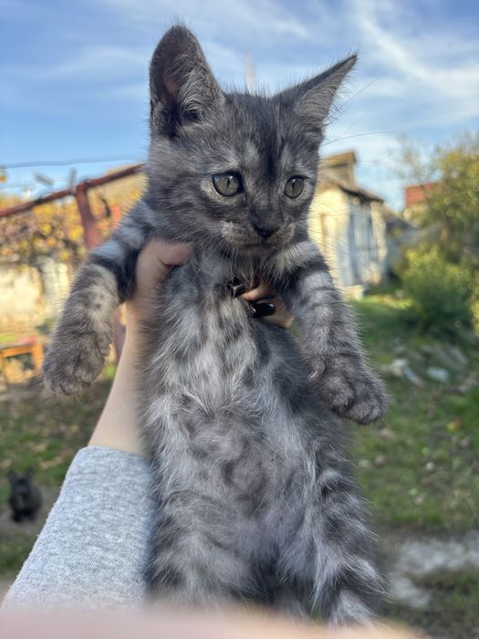 Віддам котиків в добрі руки