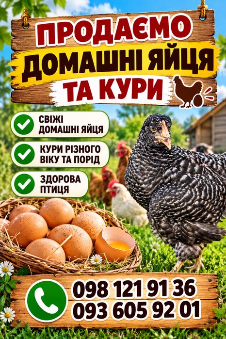 Кури і яйця ДОМАШНІ