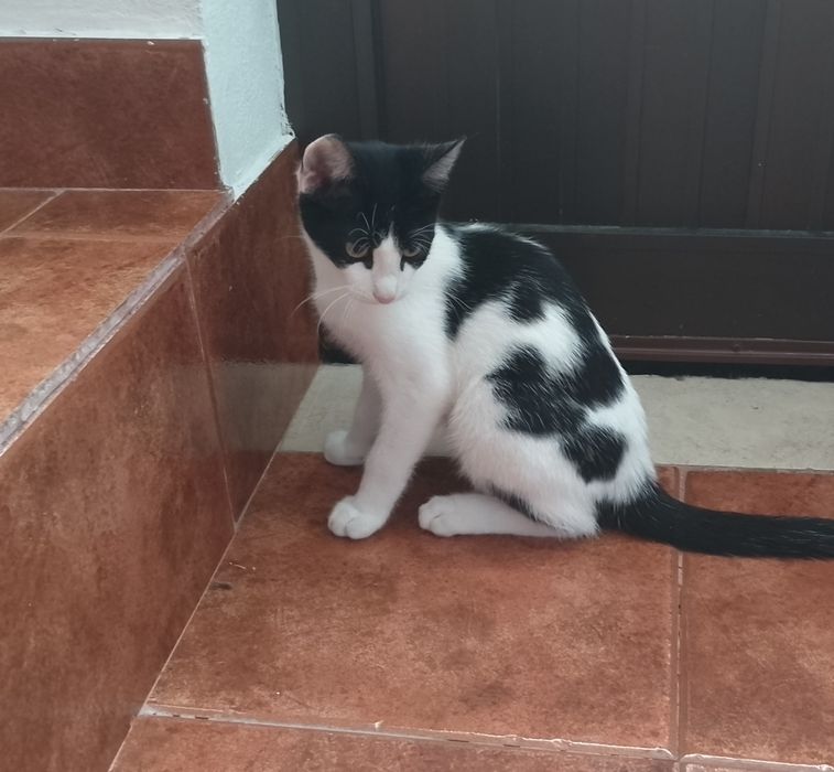 Animais para adoção
