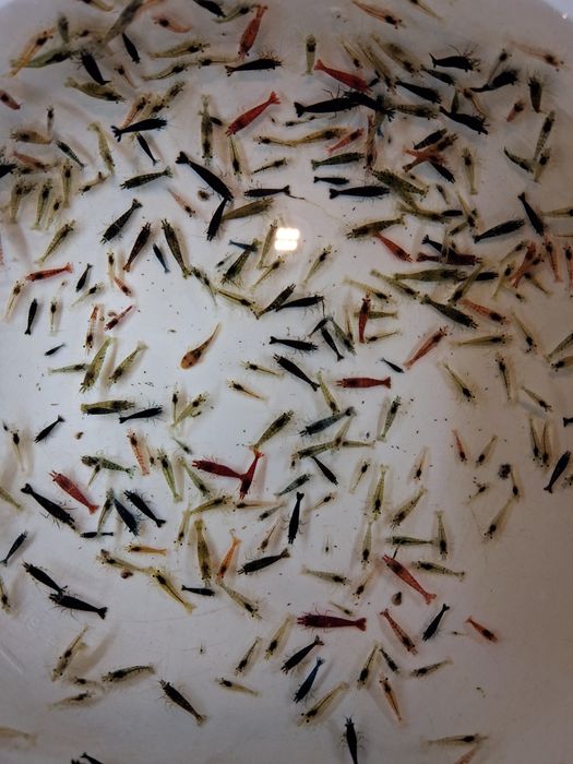 Krewetki akwariowe wielokolorowe