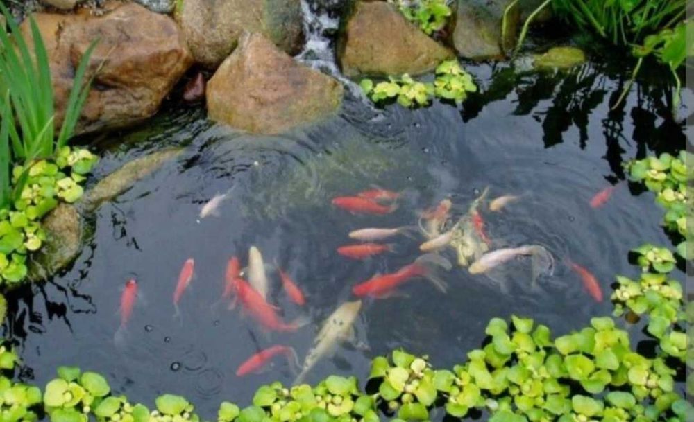 Kreda do stawu, kreda do wody, kreda do oczka wodnego 20kg