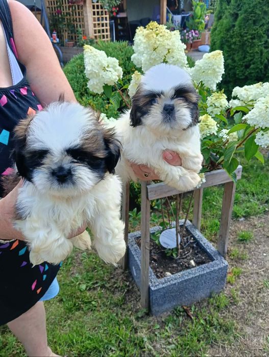 Sprzedam shihtzu