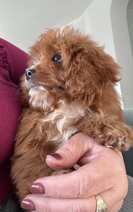 Cudowny chlopiec Cavapoo