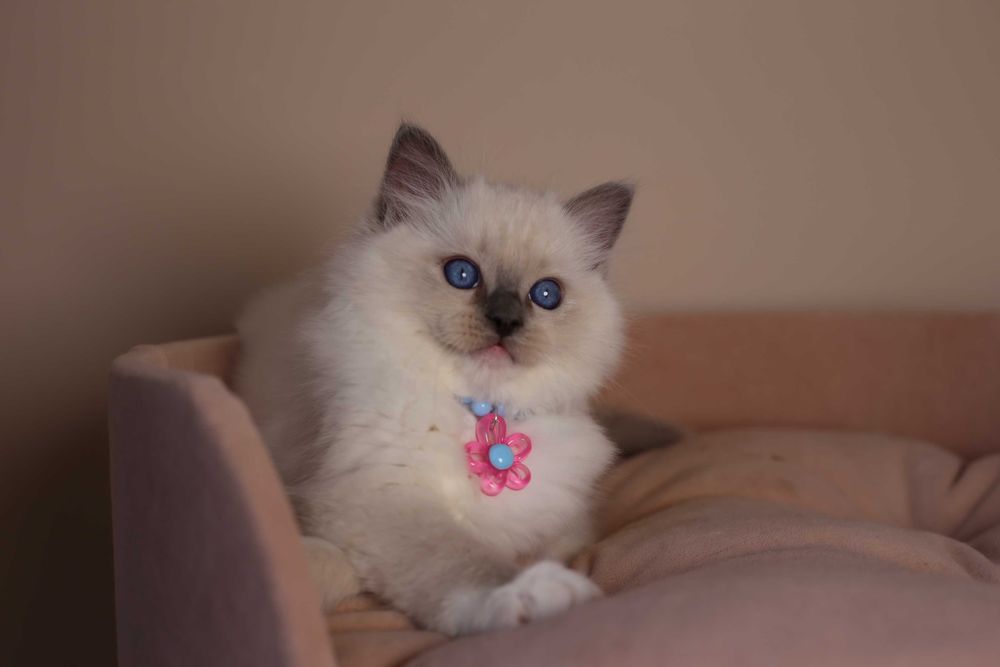 Ragdoll kocurek Amigo z hodowli Castillo Cat*PL