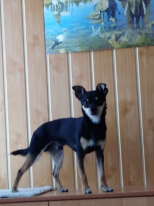 вязка животных той терьер