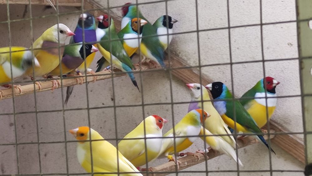 Diamantes de gould várias mutações