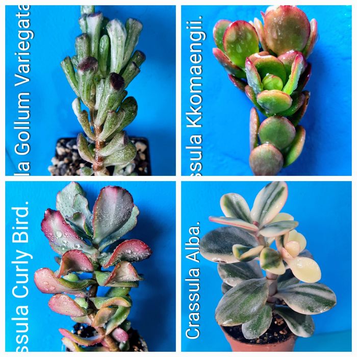 Акцiя! Красули, товстянки, грошовi дерева, Crassula.