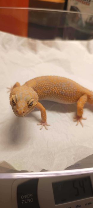 Gekon Eublefar Lamparci samica-Rainwater Albino het Blue Amber Eye