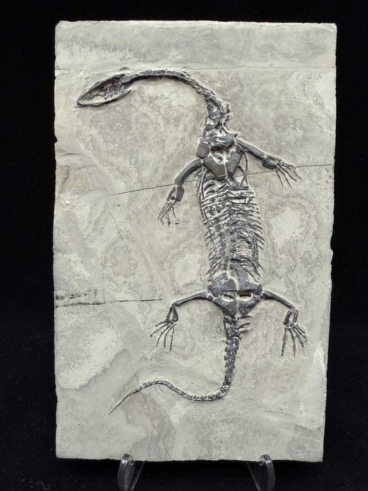 Fossil de Keichoussaurus