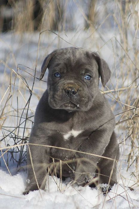 Блакитне цуценя кане корсо КСУ