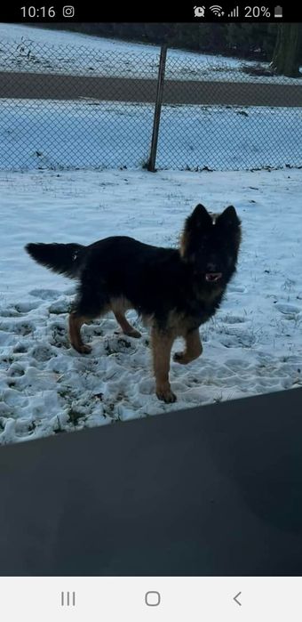 Zaginął młody owczarek