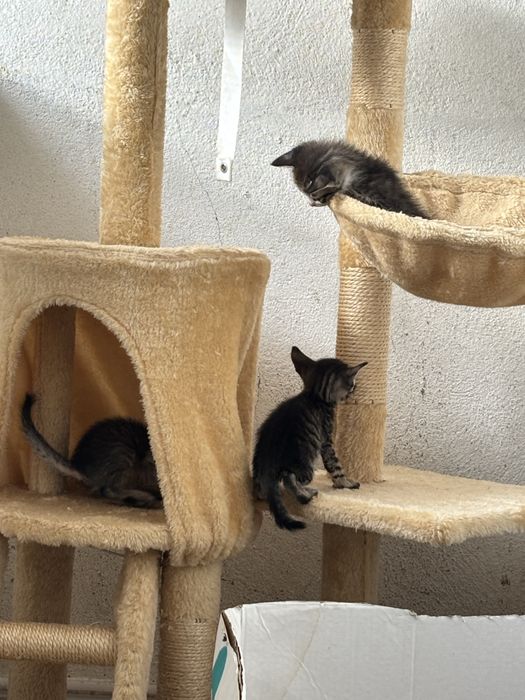 Gatos para adocao