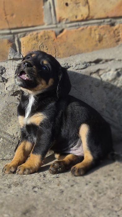 Віддам у добрі руки