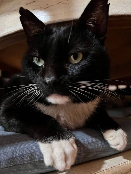 Gatinho com 1 ano e meio para adopção responsável