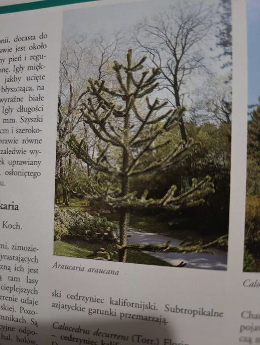 Iglaki leksykon -piekne zdjęcia