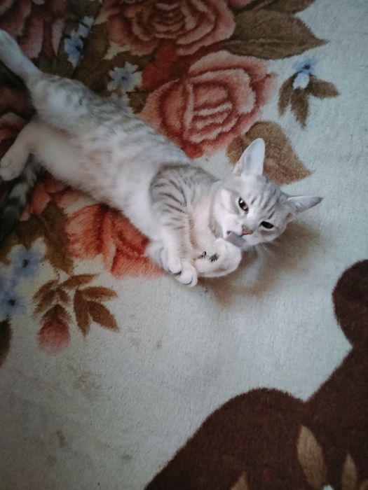 Британська срібляста шиншила мраморний хлопчик