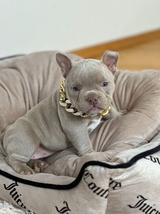 Американський буллі покет лілова