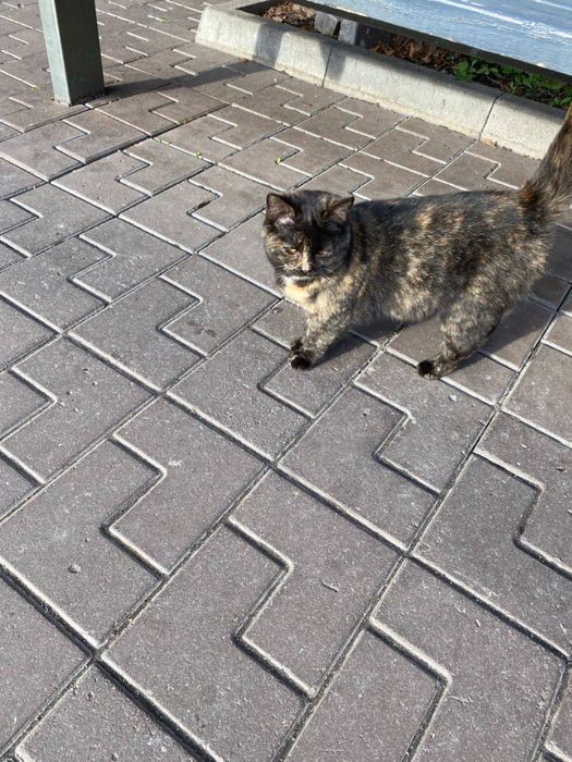 Киця в добрі руки