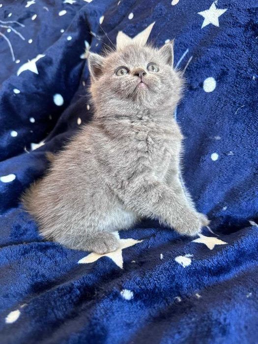 Gatinho fofinho muito querido.