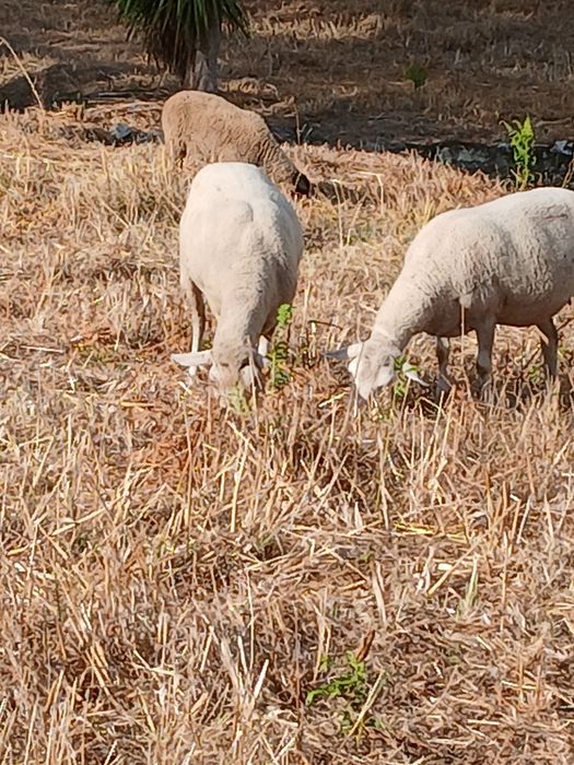 Ovelha fêmea Laucane Pura