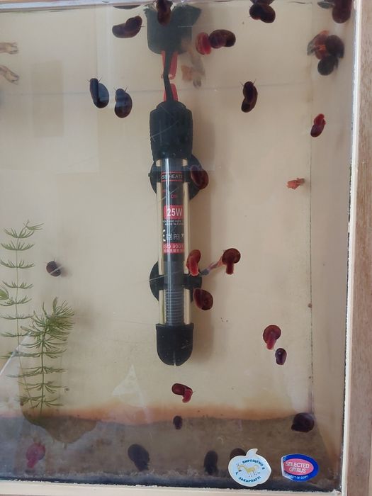 Улитки аквариумные