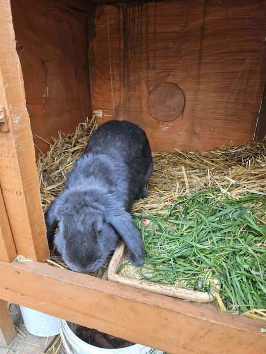 Króliki. Możliwość krycia