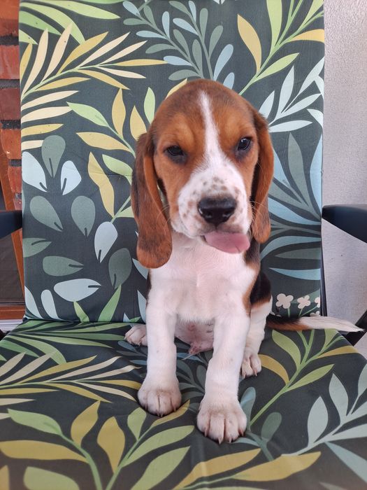 Beagle szczeniak piesek