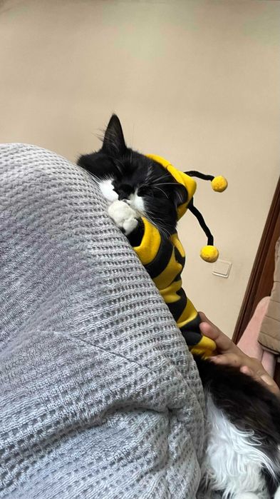gata femea para adoção